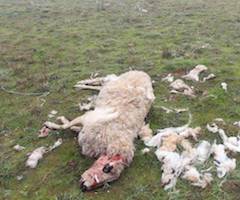 El lobo mata seis ovejas y hiere a otras tres en los montes de Onís